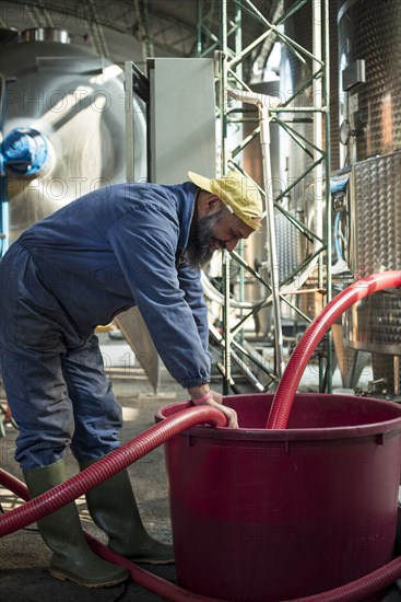 Worker at Winery, Gattinara, Piedmont, Italy