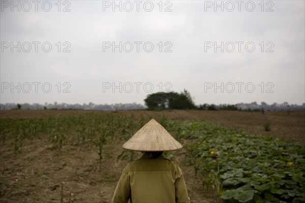 Vietnamese Farmer in Conical Straw Hat, Rear View, Hanoi Vietnam