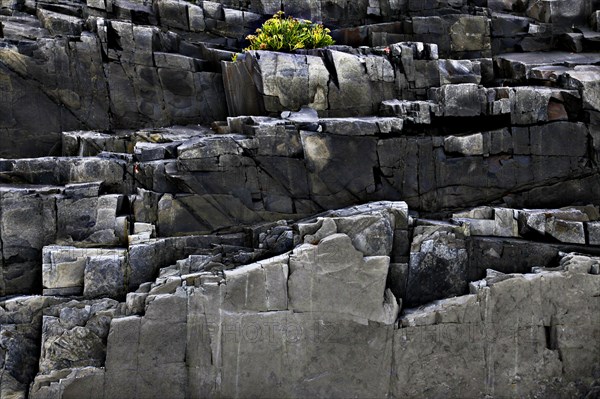 Plant on Rocky Cliff