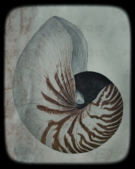 Nautilus Shell