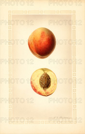 Peaches, Early Rose Variety, 1926