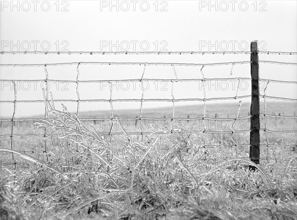 Frozen Barbed Wire Fence, Rockingham County