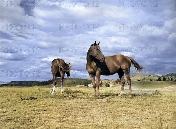 Two ranch horses on grazing land near Lame Deer, Montana, USA, Marion Post Wolcott, U.S. Farm Security Administration, August 1941