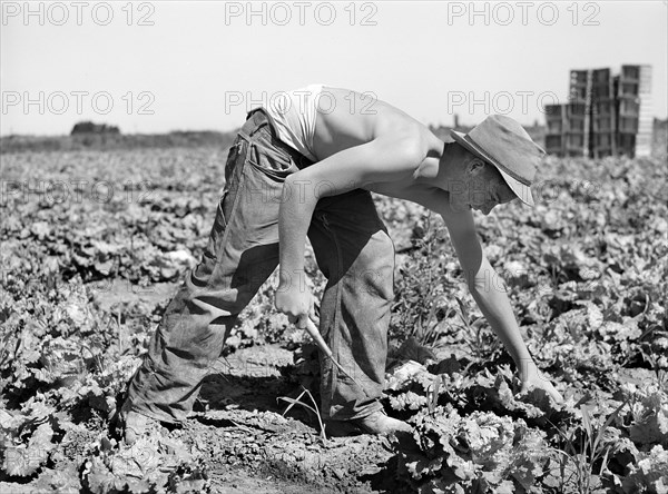 Teen boy cutting lettuce in field, Canyon County, Idaho, USA, Russell Lee, U.S. Farm Security Administration, June 1941