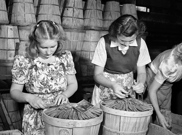 Young women "dressing" crates of peas for shipment, Canyon County, Idaho, USA, Russell Lee, U.S. Farm Security Administration, June 1941