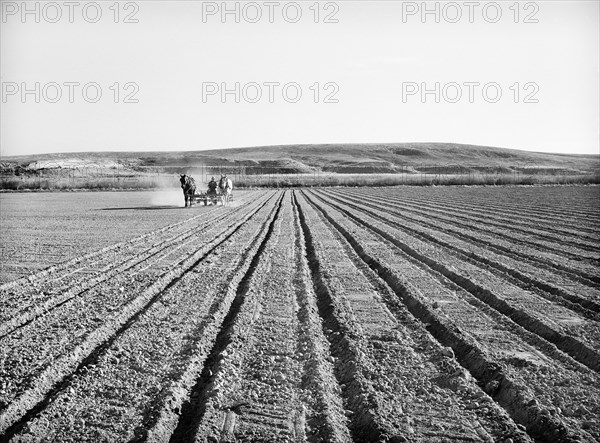 Farmer discing his land, Black Canyon Project, Canyon County, Idaho, USA, Russell Lee, U.S. Farm Security Administration, November 1941