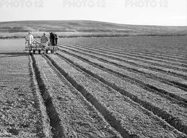 Farmer discing his land, Black Canyon Project, Canyon County, Idaho, USA, Russell Lee, U.S. Farm Security Administration, November 1941