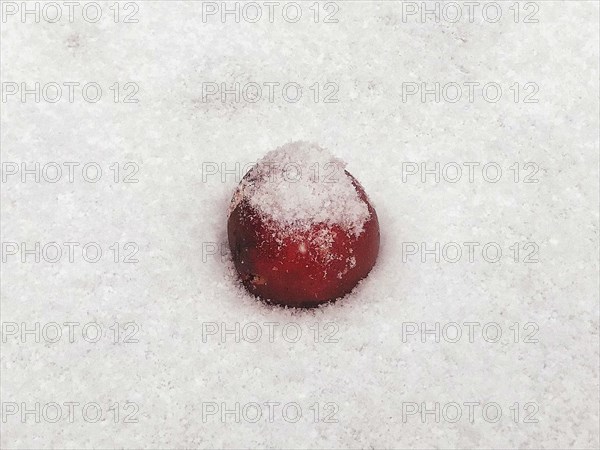 Fallen apple in snow