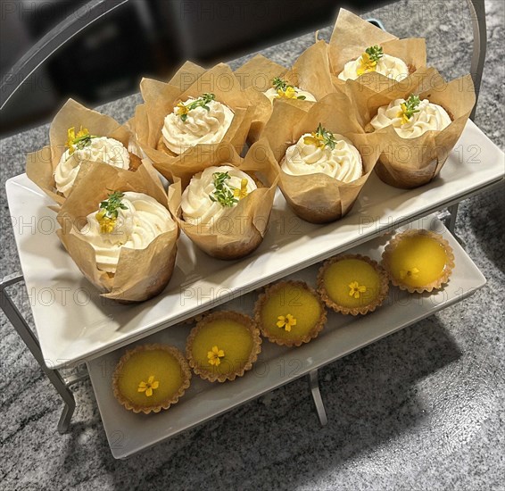 Row of pistachio cupcakes with lemon cream cheese icing (top), row of lemon tartlets (bottom)