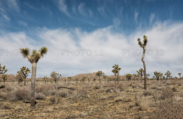 Valley of Joshua trees against dramatic blue sky and clouds, Joshua Tree National Park, California, USA