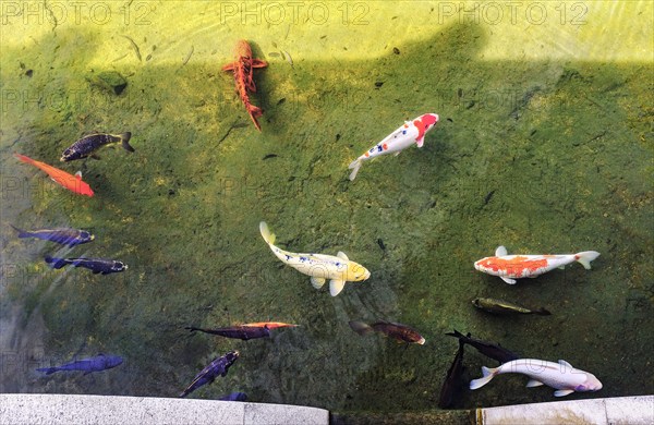 High angle view of large Japanese Koi swimming in pond, Huntington Gardens, Pasadena, California, USA