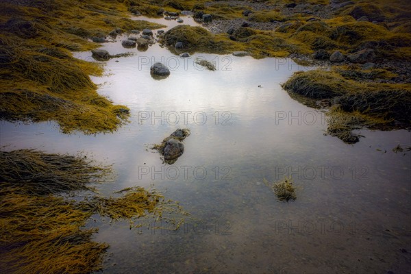 Tidal pool with exposed rocks and seaweed, Castine, Maine, USA