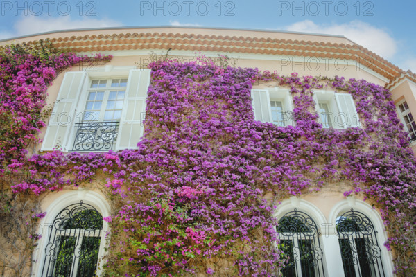 Beautiful flowering vines on building exterior, Villa Ephrussi de Rothschild, Saint-Jean-Cap-Ferrat, France