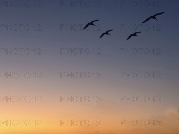 Pelicans in flight at sunrise