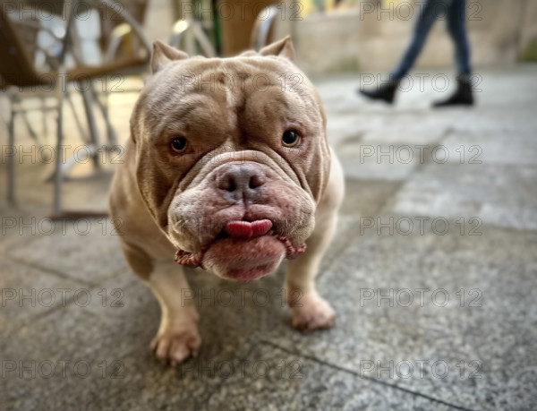 Bulldog portrait