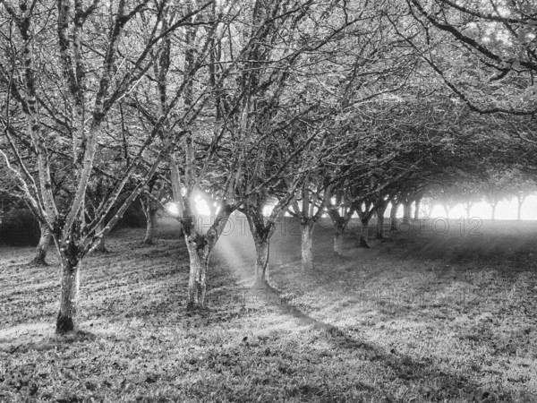 Morning sunlight streaming through walnut grove