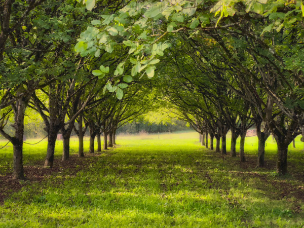 Walnut grove, Dordogne, France