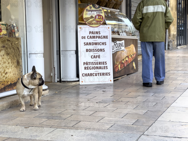 Sidewalk scene with French bulldog outside a sandwich shop, Sarlat-la-Caneda, Dordogne, France