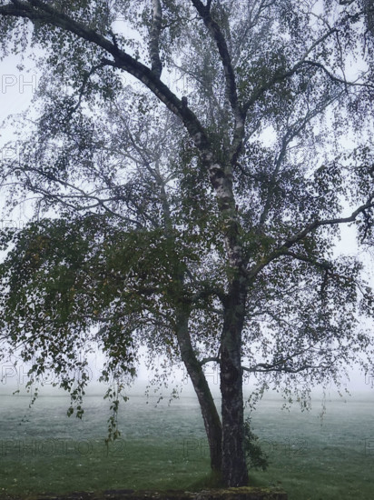 Tree in fog, Dordogne, France