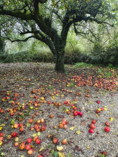 Fallen apples surrounding apple tree