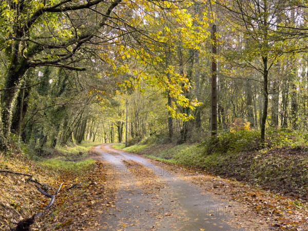 Rural road with autumn foliage, Galicia, Spain