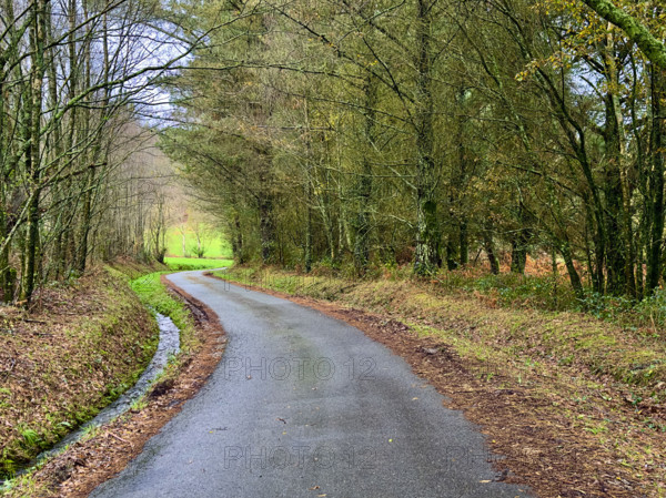 Paved road through wooded landscape, Galicia, Spain