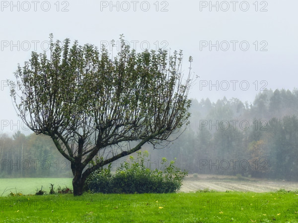 Foggy scenic landscape, Galicia, Spain