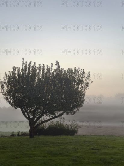 tree in morning mist