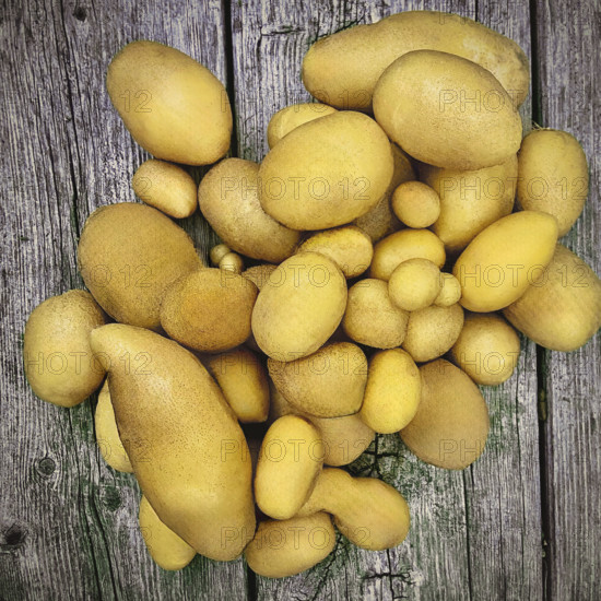 High angle view of homegrown organic potatoes