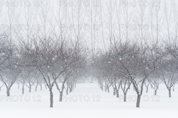 Cherry orchard in winter