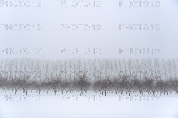 Cherry orchard in winter