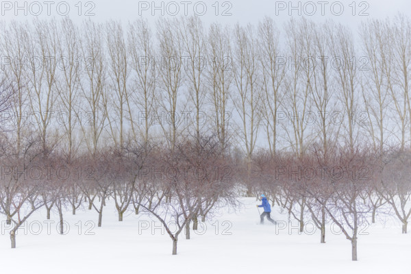 Man snowshoeing in cherry orchard in winter