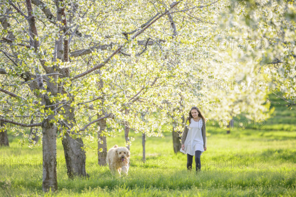 Young adult woman walking with her dog through blossoming cherry orchard