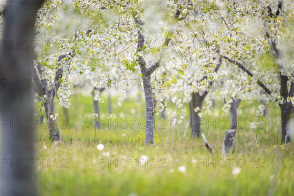 Field of white cherry blossoms