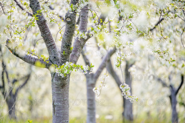 White cherry blossoms