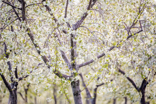 White cherry blossoms