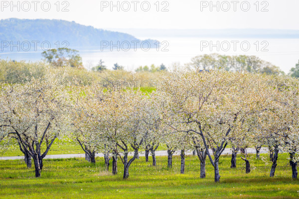 Field of white cherry blossoms