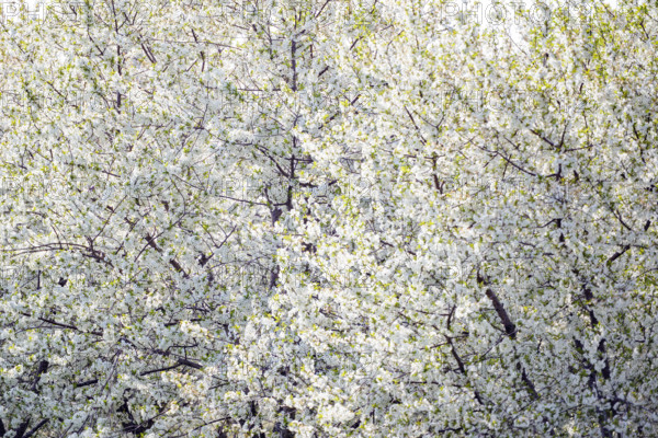 Tree branches filled with white cherry blossoms