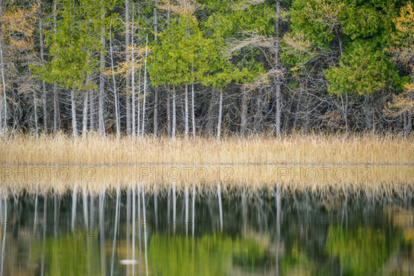 Row of cedar treea along lake reflected in water