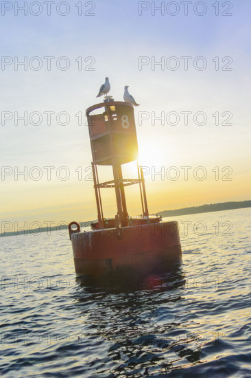 Red 8 buoy with two seagulls at sunset