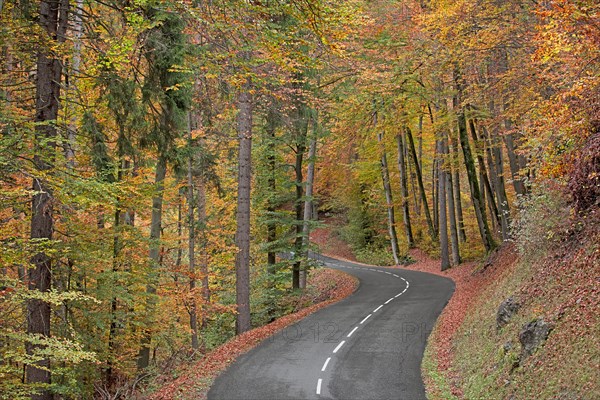 Route avec virage dans forêt en automne, Haute-Savoie