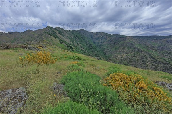 Mont Aigoual, Gard