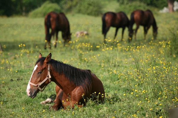 France, Basse Normandie, calvados, pays d'auge, chevaux a Touques, haras, elevage, cheval, champ fleuri,