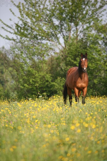 France, Basse Normandie, calvados, pays d'auge, chevaux a Touques, elevage, chevaux, haras, champ fleuri,