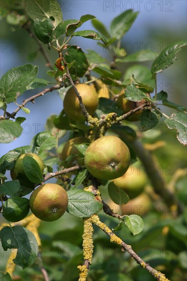 France, Basse Normandie, Manche, baie du Mont-Saint-Michel, pommes, branche de pommier, arbre fruitier, verger,