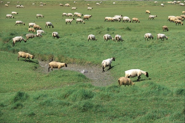 France, Normandie, Manche, baie du Mont-Saint-Michel, maree basse, vegetation, salicorne, polders, moutons, pres sales,