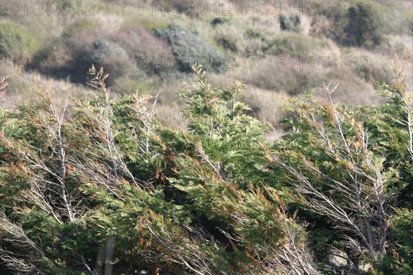 France, Basse Normandie, Manche, Cotentin, cap de la hague, anse de sciotot, dunes, littoral,