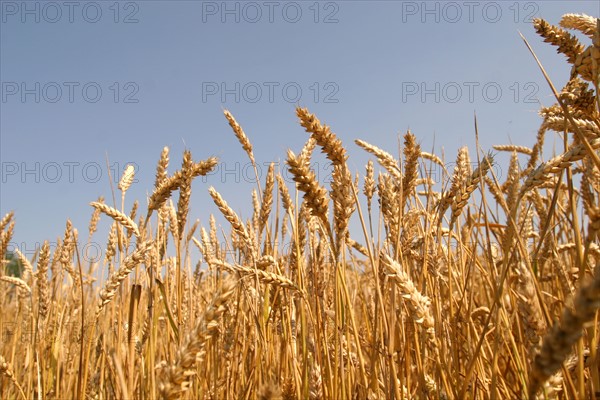 France, Normandie, orne, perche, champs de ble pres de Mortagne au perche, ble mur, agriculture, cereales, ciel bleu,
