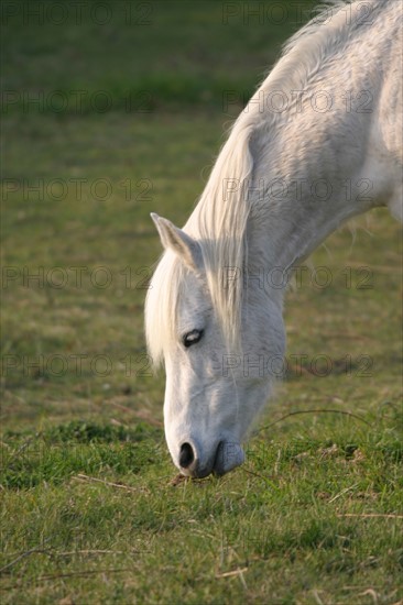 France, Basse Normandie, Manche, Cotentin, cap de la hague, dunes de biville, anse de vauville, sable, conservatoire du littoral, cheval blanc qui broute,