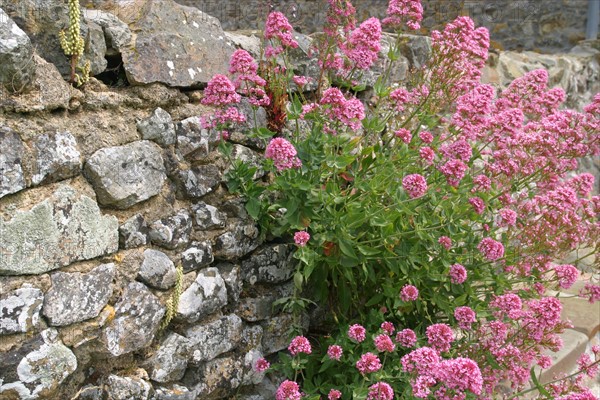 France, cotentin